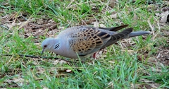 Eurasian Turtle-Dove